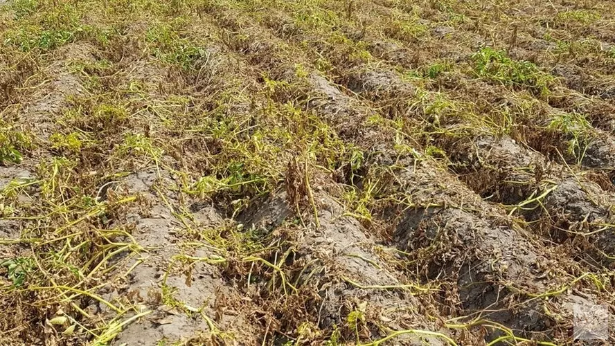 Door droogte gedupeerde boeren krijgen financiële hulp van minister