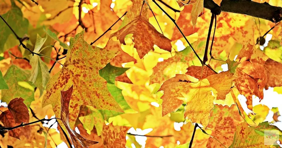 Herfst doet officieel intrede, maar heftige regenbuien blijven nog even achterwege