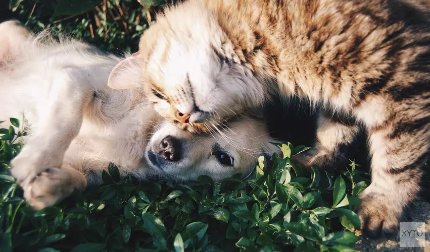 Het is vandaag wereld dierendag