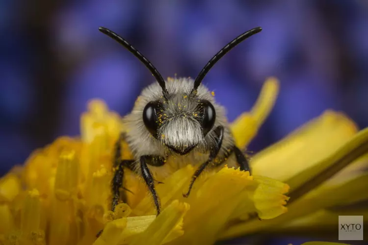 Natuurmonumenten maakt zich zorgen om verdwijnen van leefgebied van insecten in steden en dorpen