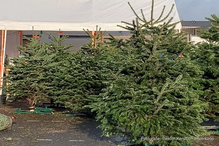 Vanaf 1 december de mooiste kerstbomen bij Piekfijn Kerstbomenverkoop