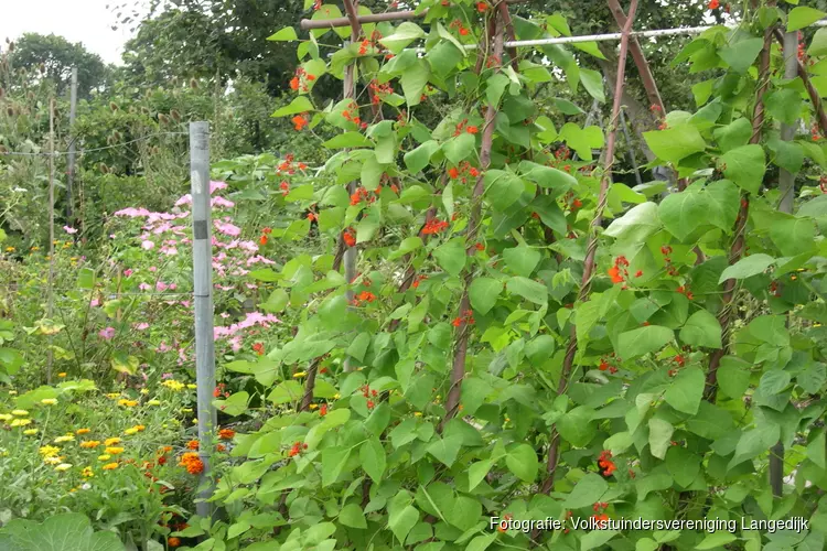 Volkstuindersvereniging “Langedijk” organiseert een beginnerscursus moestuin