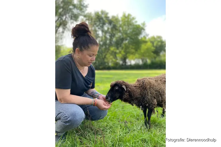 Kinderboerderij De Beestenboel in Zuid-Scharwoude ontvangt keurmerk Diervriendelijke kinderboerderijen