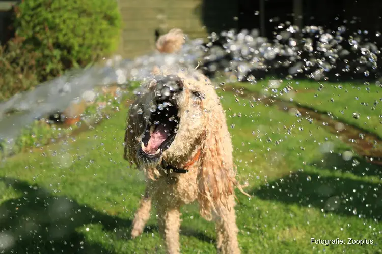 Hete dagen op komst: zo zorg je dat jouw hond het hoofd koel houdt