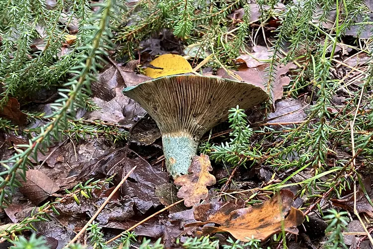 Natuurwandeling op zondag 3 november door Geestmerambacht